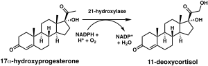 Reaction scheme showing hydroxylation of progesterone (top) and 17a-hydroxyprogesterone (bottom)