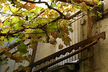 La vide (Vitis vinifera), una guiadora maderiza o liana que vilta tolos años. L'órganu reservante a partir del cual vilta, ye'l tarmu maderizu.