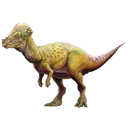 Pachycephalosaurus