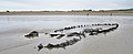 Plage de Sainte-Anne-la-Palud : épave émergeant du sable à marée basse un jour d'amaigrissement de la plage.