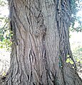 Bark of University College elm, Oxford