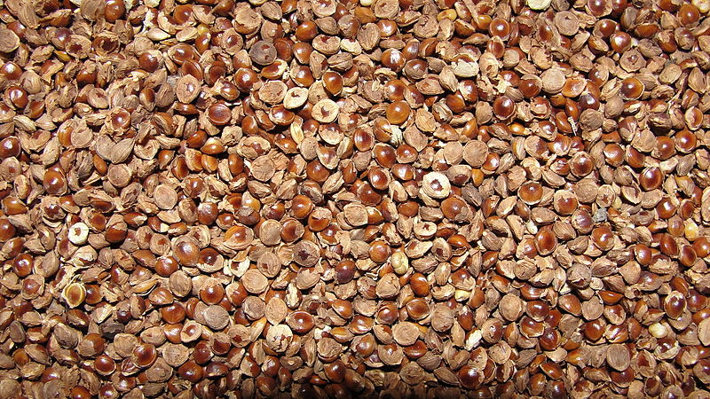 File:A closeup of Varagu millet with husk..JPG