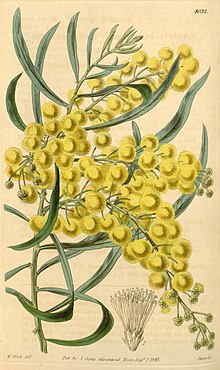 "Acacia dentifera" illustration