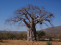A. digitata naby Omuramba, Kunene, Namibië