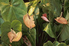 Flamingo Lily (Anthurium andreanum)