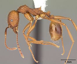 Aphaenogaster umphreyi