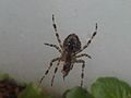 Koronás keresztespók (Araneus diadematus)