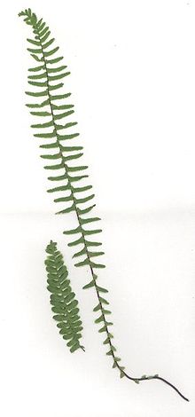 Asplenium platyneuron-fronds.jpg