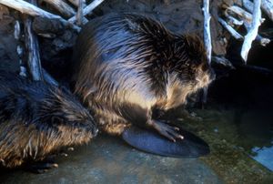 A beaver pair