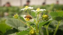 Файл: Bee-pollinating-earthberryflower-chiba-2019-3-10.webm