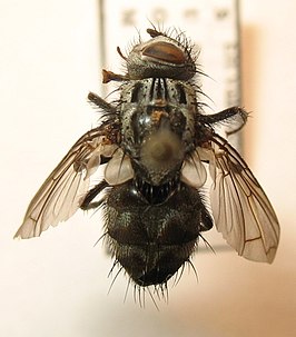 Billaea triangulifera