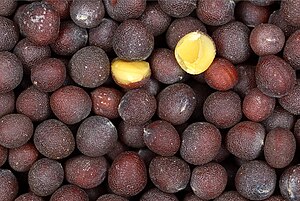 Close-up picture of mustard seeds