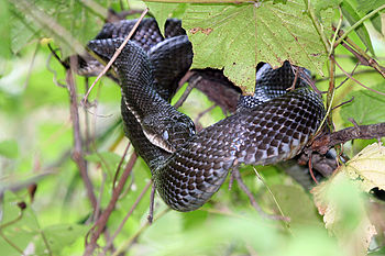 English: A Bblack rat snake (Elaphe obsoleta ...