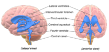 3D rendering of ventricles (lateral and anterior views). Blausen 0896 Ventricles Brain.png
