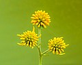 Un Verbesina alternifolia, autrefois appelée Coreopsis. Les boutons de fleur ont un diamètre de 12mm. Septembre 2021.