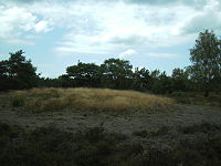 Grafheuvel in het veld ten zuiden van de Borkeldweg