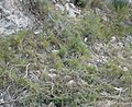 Brachypodium retusum, llistó, a Canyelles (Garraf), a l'hivern. Observeu la migradesa del sòl