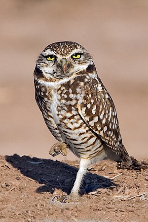 Burrowing Owl, Gentry Road, Near Niland, Calif...