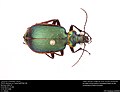 Miniatura para Calosoma wilcoxi