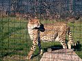 Гепард (Acinonyx jubatus)