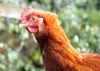 Bird flu found in poultry stocks in Nigeria