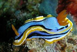 Blue and Yellow sea slug