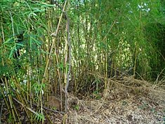 Le colihue ou Chusquea culeou est un bambou formant des sous-bois dans la dense forêt valdivienne.