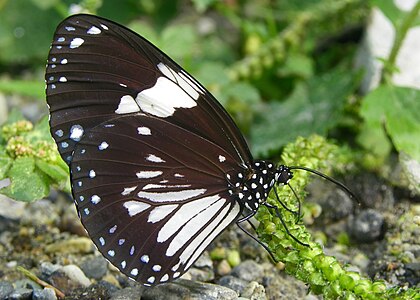 Ventral view