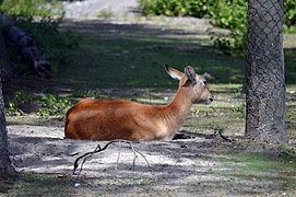 Cobe de Lechwe.