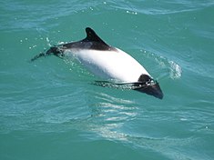 Un dauphin de Commerson ou Cephalorhynchus commersonii.