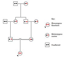 A pedigree displaying a first-cousin mating (carriers both carrying heterozygous knockouts mating as marked by double line) leading to offspring possessing a homozygous gene knockout Consanguineous Mating resulting in Knockout.jpg