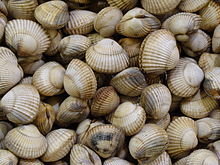 Vue en couleur de coquillages blancs rainurés.