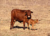Корова с теленком.jpg