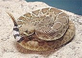 Crotalus ruber