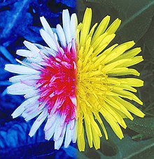 Dandelion flower under both UV light coloration (left) and visible light coloration (right). UV coloration in flowers has evolved to attract pollinators with vision in the ultraviolet range. Dandelion-SAD-2022.jpg