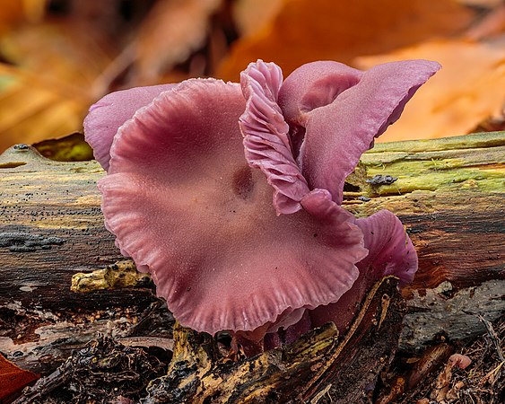 圖為紫蠟蘑（Laccaria amethystina）。為一種可食用蘑菇，但會從土壤中吸收砷。