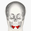 下唇下制筋の位置。赤で示す