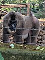 Drill, Limbe Wildlife Centre