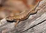 Eastern fence lizard (Sceloporus undulatus)