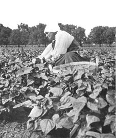 Weeding beans on a Dutch truck farm outside Winnipeg, Manitoba, 1918