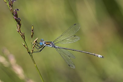 Emerald damselfly Lestes sponsa ♂ England, UK