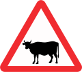 Cows ahead