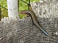Image 4 American five-lined skink Photo: Thegreenj The American five-lined skink (Eumeces fasciatus) is one of the most common lizards in the eastern United States, as well as one of the five lizard species extant in Canada. It is a small to medium sized skink growing to about 12.5 to 21.5 cm (4.9 to 8.5 in). Juveniles (as seen here) are dark brown to black with five distinctive white to yellowish stripes running along the body and a bright blue tail. More selected pictures