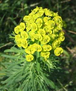 Tarhatyräkki (Euphorbia cyparissias)