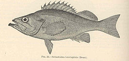 Sebastes brevispinis