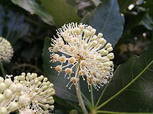 Fatsia japonica1.jpg