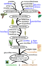 Miniatura para Historia evolutiva de las plantas