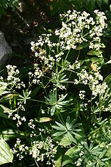 Galium sylvaticum[англ.]