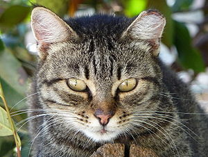 English: Portrait of a female feral cat (Felis...