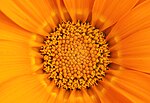 Vignette pour Fichier:Gazania krebsiana, Quebec city, Quebec, Canada 131.jpg